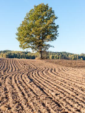 taze ekili alan Güz
