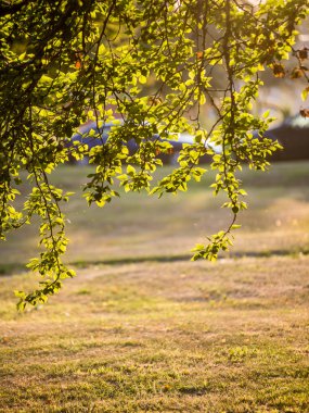 çam ağaçları bir çayır üzerinde iğne yapraklı ormanında Fogg'un aşağı