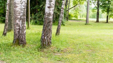 sonbaharın güzel ormandaki ağaçlar