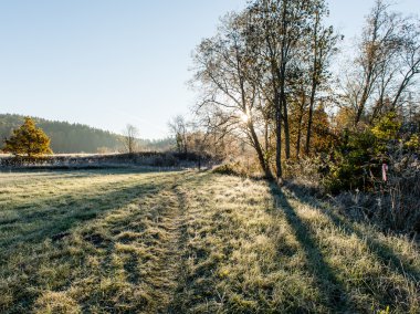 Sisli sabah ormanında ışık ışınları