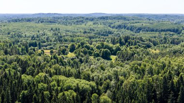 moss ile eski Orman ağaçları ve güneş ışınlarının yaz aylarında kapalı