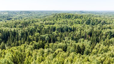 moss ile eski Orman ağaçları ve güneş ışınlarının yaz aylarında kapalı