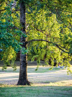 çam ağaçları bir çayır üzerinde iğne yapraklı ormanında Fogg'un aşağı