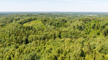 moss ile eski Orman ağaçları ve güneş ışınlarının yaz aylarında kapalı