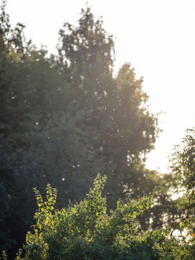 çam ağaçları bir çayır üzerinde iğne yapraklı ormanında Fogg'un aşağı