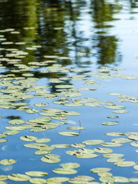 yaz göl kenarında orman.