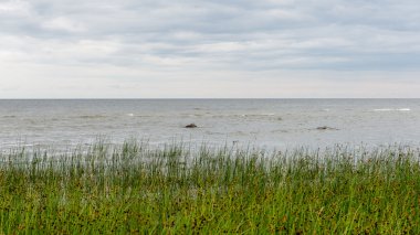 güneşli bir günde yeşil otlar çayırlar ve alanları peyzaj