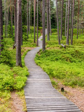sonbaharın güzel ormandaki ağaçlar