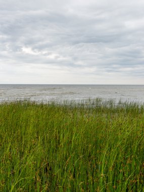 güneşli bir günde yeşil otlar çayırlar ve alanları peyzaj
