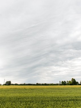 güneşli bir günde yeşil otlar çayırlar ve alanları peyzaj