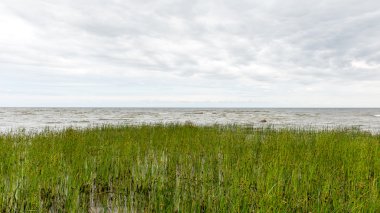 güneşli bir günde yeşil otlar çayırlar ve alanları peyzaj