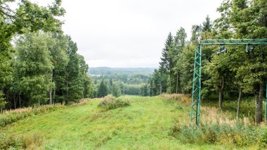 çam ağaçları bir çayır üzerinde iğne yapraklı ormanında Fogg'un aşağı