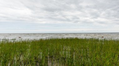 güneşli bir günde yeşil otlar çayırlar ve alanları peyzaj