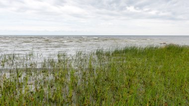 güneşli bir günde yeşil otlar çayırlar ve alanları peyzaj