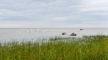 güneşli bir günde yeşil otlar çayırlar ve alanları peyzaj