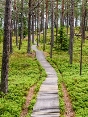 sonbaharın güzel ormandaki ağaçlar