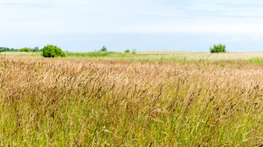 güneşli bir günde yeşil otlar çayırlar ve alanları peyzaj