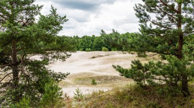 sonbaharın güzel ormandaki ağaçlar