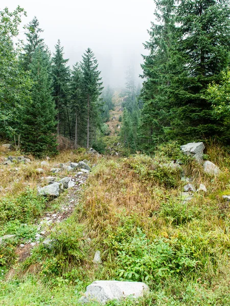 Jedle na louce dolů vůli jehličnatého lesa v fogg — Stock fotografie