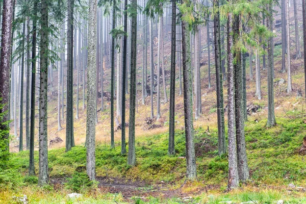 Елки на лугу вниз волю к хвойных лесов в тумане — стоковое фото