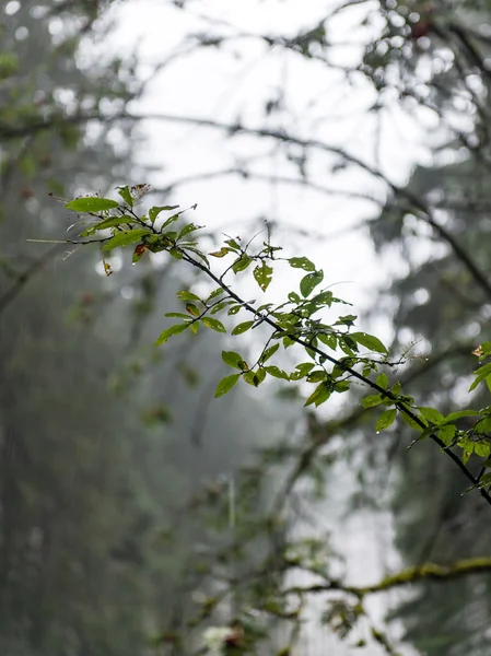 秋の美しい森の木 — ストック写真