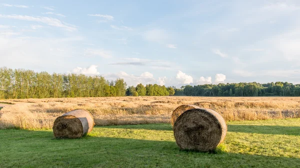 Zelené trávy louky a pole krajina v slunečný den — Stock fotografie