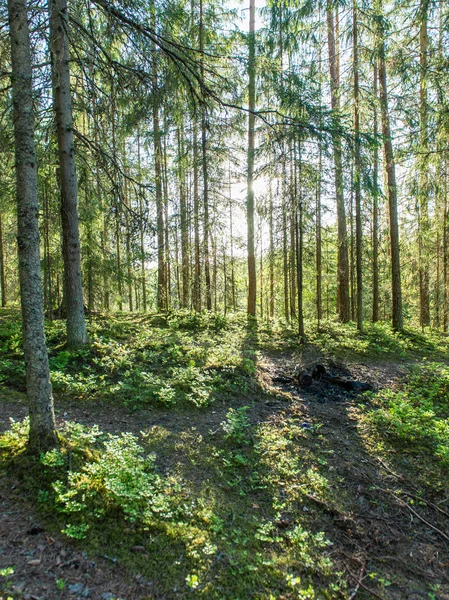 Light rays in forest in foggy morning — Stock Photo, Image