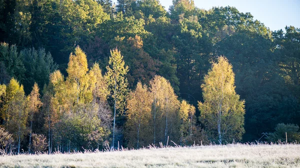 Abetos em um prado abaixo a vontade à floresta conífera na névoa — Fotografia de Stock