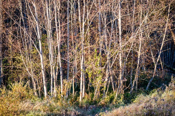 Abeti su un prato giù la volontà a foresta di conifere in nebbia — Foto Stock