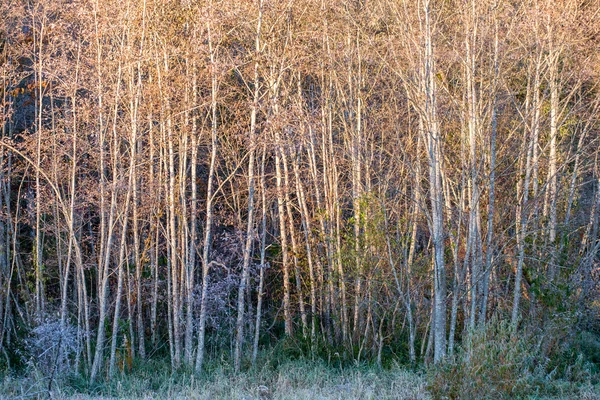 Sapins sur une prairie vers le bas de la volonté de forêt de conifères dans le brouillard — Photo