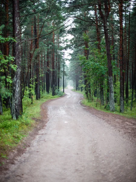 Trees in beautiful forest in autumn — Stock Photo, Image