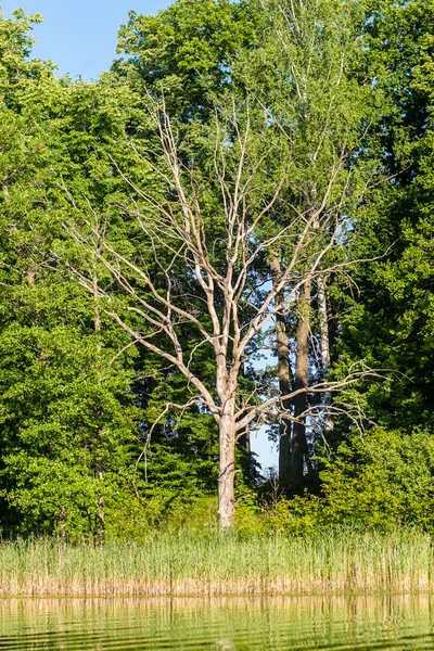 Arbres dans une belle forêt en automne — Photo