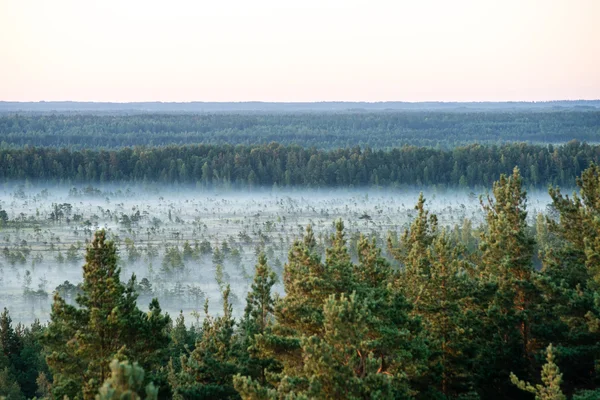 Granar på en äng ner att barrskogen i fogg — Stockfoto