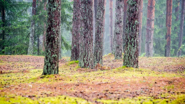 Abetos em um prado abaixo a vontade à floresta conífera na névoa — Fotografia de Stock