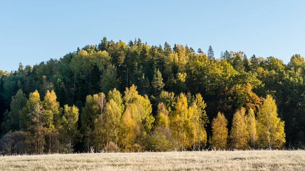 Sapins sur une prairie vers le bas de la volonté de forêt de conifères dans le brouillard — Photo