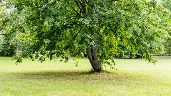 Árvores na bela floresta no outono — Fotografia de Stock