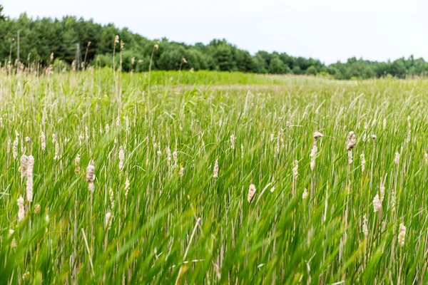 Prati verdi erba e campi paesaggio in una giornata di sole — Foto Stock