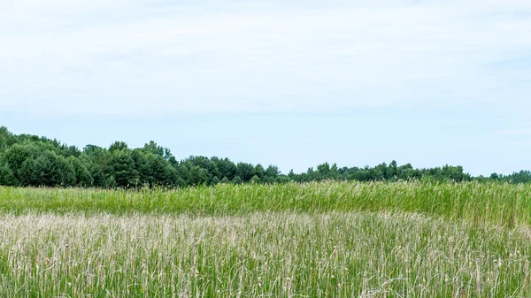 晴れた日に緑の草の牧草地およびフィールド風景 — ストック写真