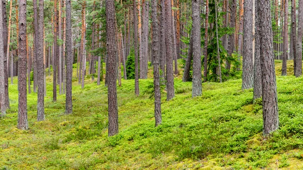 Bomen in prachtig bos in de herfst — Stockfoto