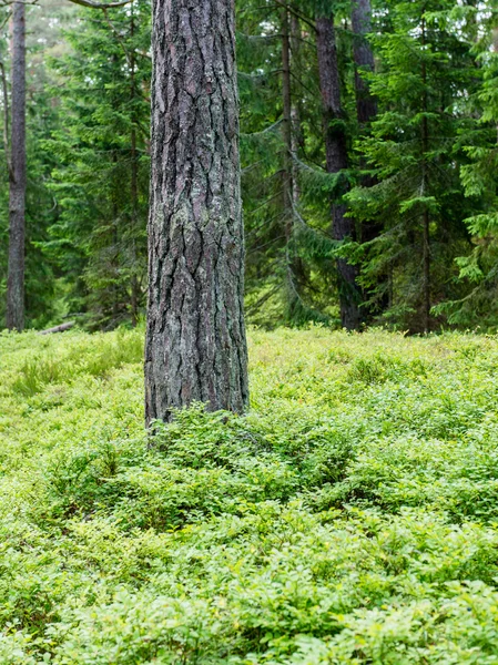 Árboles en hermoso bosque en otoño —  Fotos de Stock