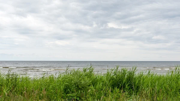 Herbes vertes prairies et champs paysage dans une journée ensoleillée — Photo