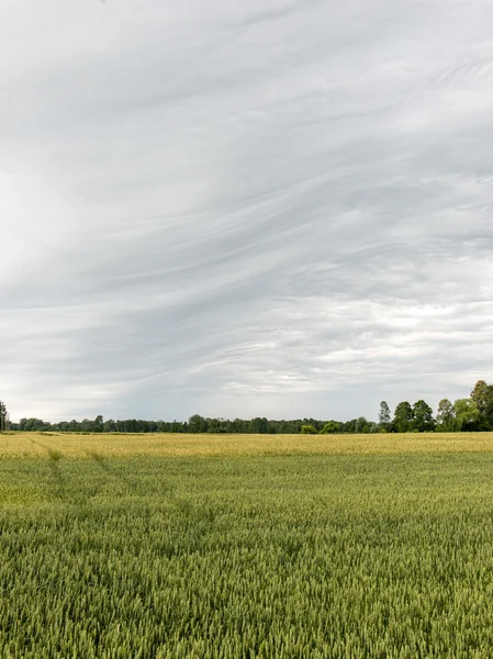 Green grass meadows and fields landscape in a sunny day — Stock Photo, Image