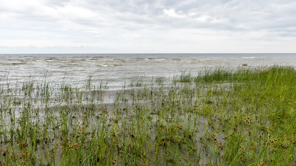 Grönt gräs ängar och fält landskap i en solig dag — Stockfoto