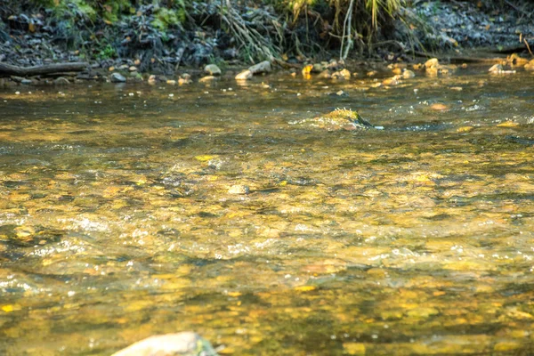 Paysage avec des arbres de montagne et une rivière en face — Photo