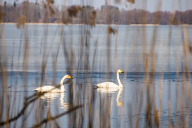 güneşli bir gün, kuğular gölet üzerinde göl su Kuğu