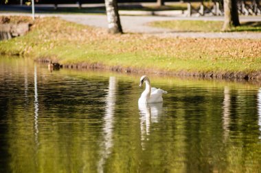 güneşli bir gün, kuğular gölet üzerinde göl su Kuğu