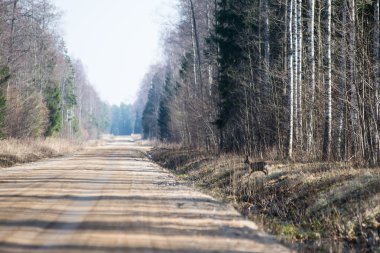 Vahşi sevgili yol geçtikten