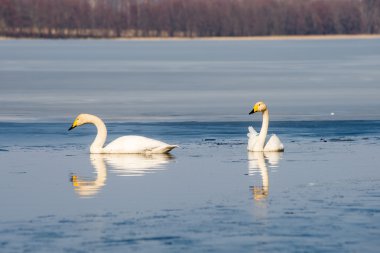 güneşli bir gün, kuğular gölet üzerinde göl su Kuğu