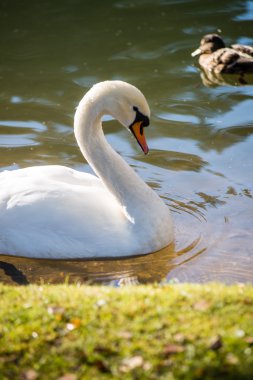 güneşli bir gün, kuğular gölet üzerinde göl su Kuğu