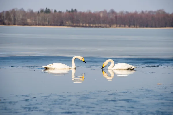 Schwan im Seewasser an sonnigen Tagen, Schwäne auf dem Teich — Stockfoto